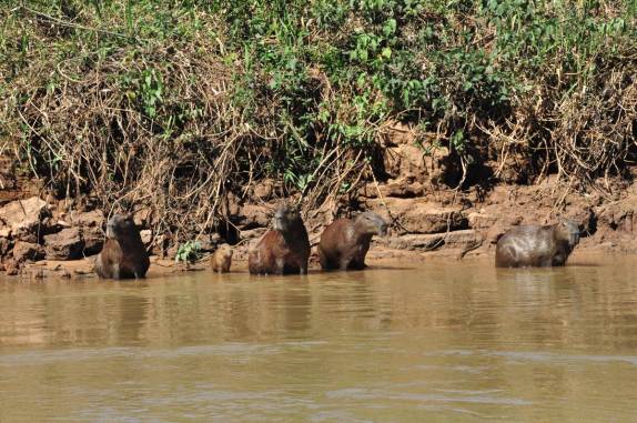 Do outro lado do rio Cuiabá, capivaras respiram aliviadas depois de escaparem de ataque de onça, na região de Porto Jofre, no final da rodovia Transpantaneira, no Pantanal Norte, no Mato Grosso
